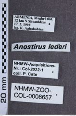 Etiketten zu Anostirus lederi (NHMW-ZOO-COL-0008657)